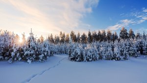 Morning-snow-Landscape-Forest-Plant