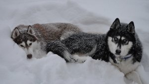 husky_dogs_snow_down_couple_winter_52785_1920x1080