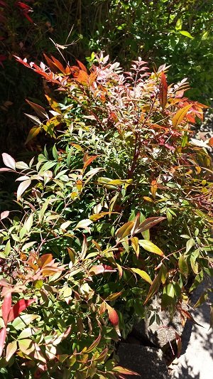 samsung-galaxy-s4-camera-3