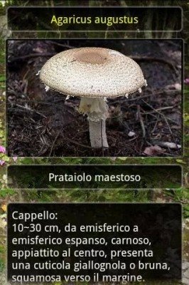aFunghi Plus (2)