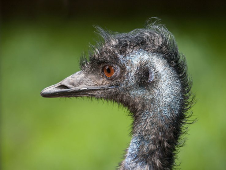 Emu