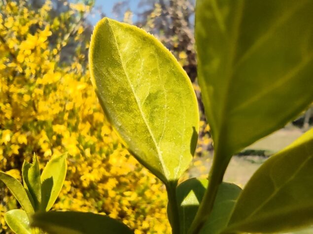 Recensione POCO X3 Pro foto sample