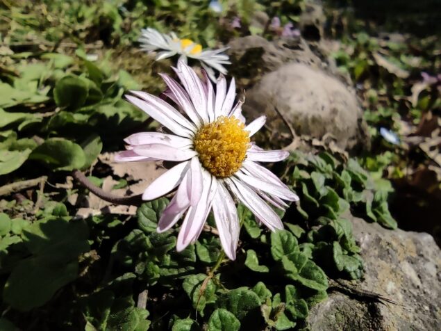 Recensione POCO X3 Pro foto sample